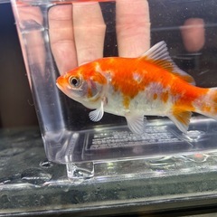 国産　有名養魚場産　銀鱗桜和金　８〜９cmくらい　金魚　観賞魚の画像
