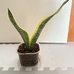 金運向上サンスベリア③の画像