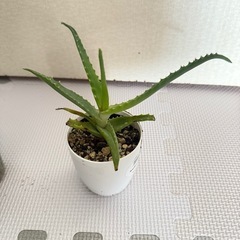 開運竹とキダチアロエの画像