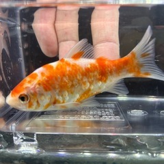 国産　有名養魚場産　銀鱗桜和金②　８〜９cmくらい　金魚　観賞魚の画像