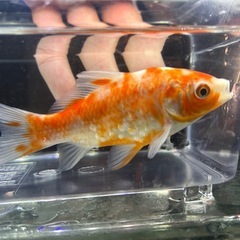 国産　有名養魚場産　銀鱗桜和金②　８〜９cmくらい　金魚　観賞魚の画像