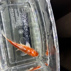 国産　有名養魚場産　銀鱗桜和金②　８〜９cmくらい　金魚　観賞魚の画像