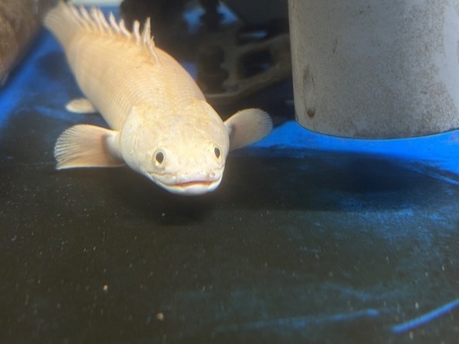 プラチナエンドリケリー　約20cm
