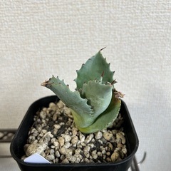 アガベ イシスメンシス 甲蟹 子株① 鉢ごとの画像