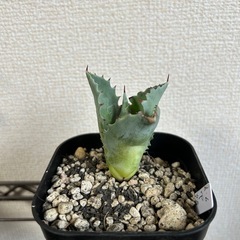 アガベ イシスメンシス 甲蟹 子株① 鉢ごとの画像