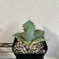 アガベ イシスメンシス 甲蟹 子株② 鉢ごとの画像