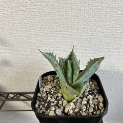 アガベ イシスメンシス 甲蟹 子株② 鉢ごとの画像