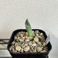 アガベ イシスメンシス 甲蟹 子株③ 鉢ごとの画像