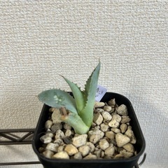 アガベ イシスメンシス 甲蟹 子株④ 鉢ごとの画像