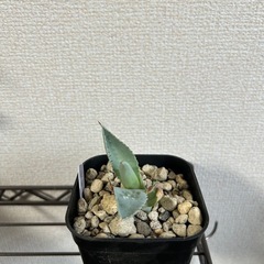 アガベ イシスメンシス 甲蟹 子株④ 鉢ごとの画像