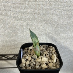 アガベ イシスメンシス 甲蟹 子株⑤ 鉢ごとの画像