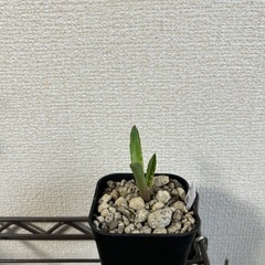 アガベ オテロイ 巌流 子株① 鉢ごとの画像