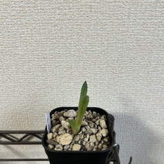 アガベ オテロイ 巌流 子株① 鉢ごとの画像