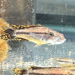 アピストカカトオイディスダブルレッドの画像