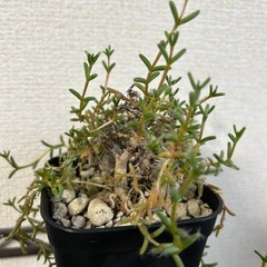 トリコディアデマ ステラツム 鉢ごとの画像