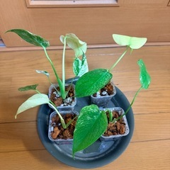 モンステラ デリシオーサ ホワイトモンスター  観葉植物の画像