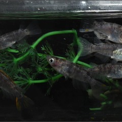 メダカ『朱赤三色錦透明鱗』オス1メス2の画像