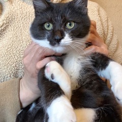 個性的な白黒猫ちゃん（相談中）