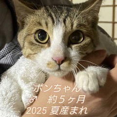 🌸子猫祭り🌸３月７日(土)🌸ウィズマル動物医療センター立川…