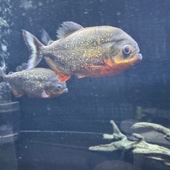 ピラニアナッテリー3匹の画像