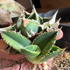 白豪刺　剣鳴　02 アガベの画像