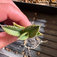 白豪刺　剣鳴　02 アガベの画像