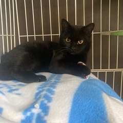 生後5ヶ月の黒猫女の子
