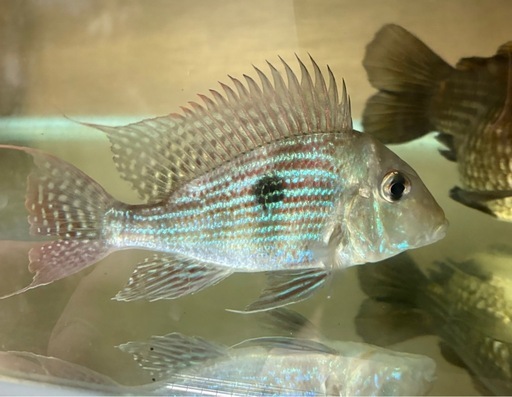 熱帯魚　ゲオファーガス　スベニ
