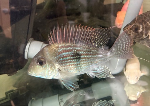 熱帯魚　ゲオファーガス　スベニ
