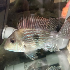 熱帯魚　ゲオファーガス　スベニ
の画像