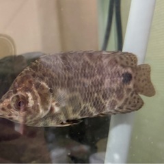 熱帯魚　レオパードクテノポマの画像