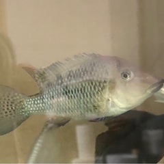 熱帯魚　ゲオファーガス　スタインダックネリーの画像