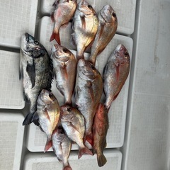 タイラバ行きませんか？