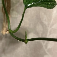 モンステラ ジェイドシャトルコック 鉢ごとの画像