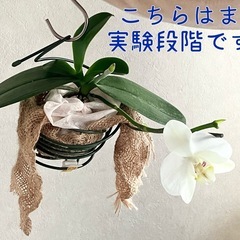 花が終わった胡蝶蘭・植木鉢　2026.3.3wedの画像