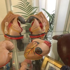 人体模型の画像