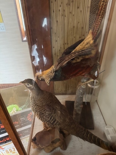 キジ　剥製