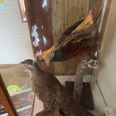 キジ　剥製の画像