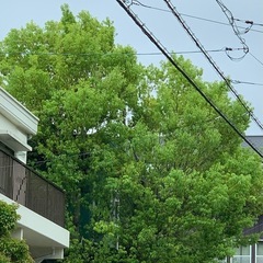 【伐採・剪定】3月11日〜13日のうち1日　要相談