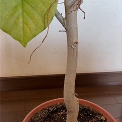 ウンベラータ　約152cmの画像