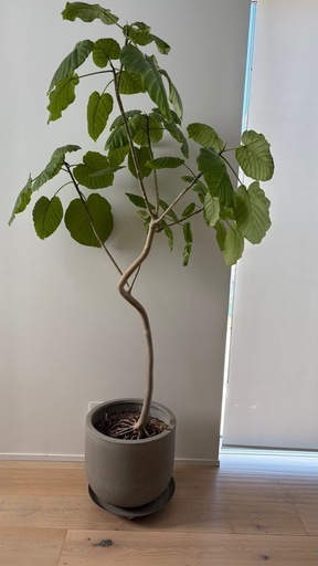 フィカス　ウンベラータ　観葉植物　鉢つき