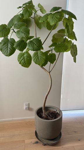 フィカス　ウンベラータ　観葉植物　鉢つき