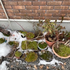 引っ越しのため早めに！盆栽の画像