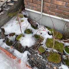 引っ越しのため早めに！盆栽の画像