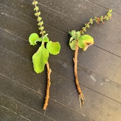 奇跡のハーブ☆マンジェリコンの画像