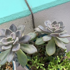 多肉植物
の画像
