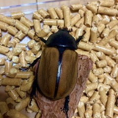 ゴホンヅノカブト　成虫ペアの画像