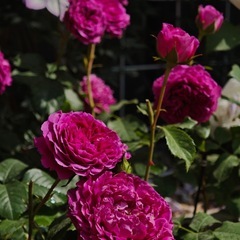 バラ　挿し木の画像