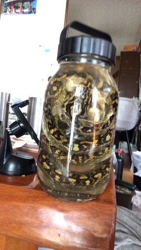 ハブ捕獲