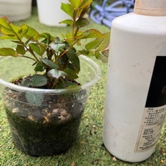 バラ挿し木の画像